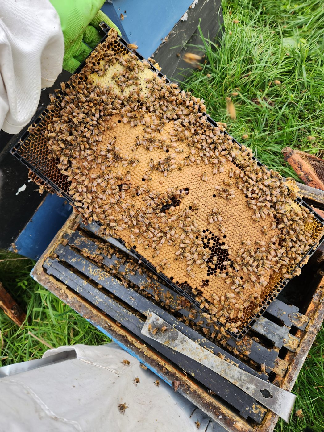 Bee & Wasp Removal