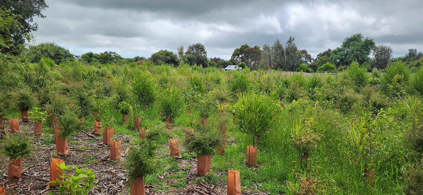 Tree Planting