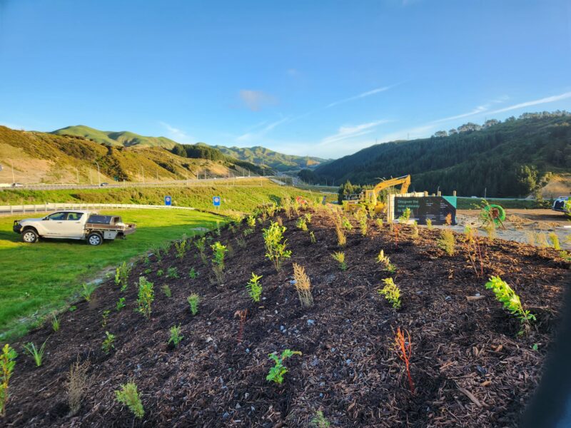 Fresh native planting block