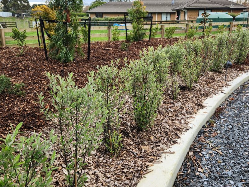 Native shrub bed – residential