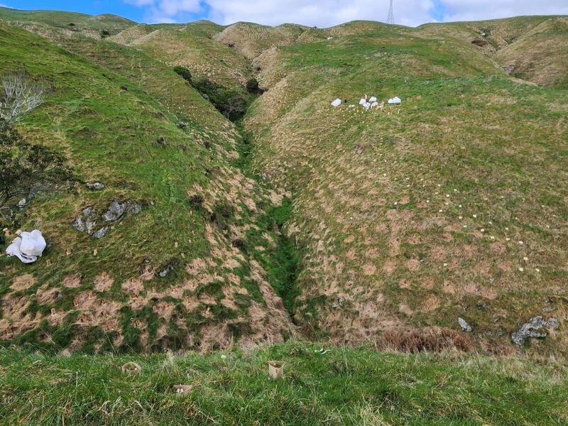 Gully revegetation