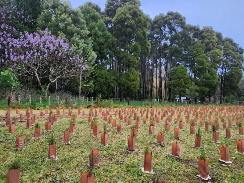 Native block in bloom