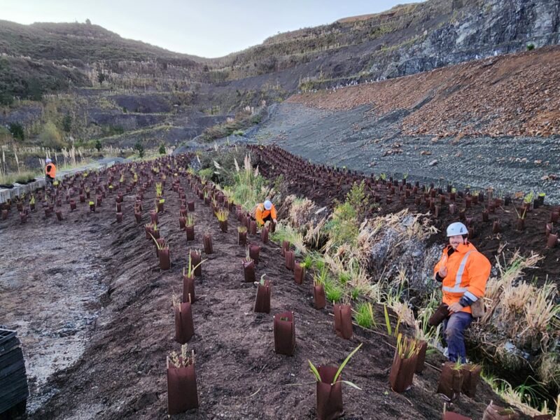 Quarry rehabilitation planting