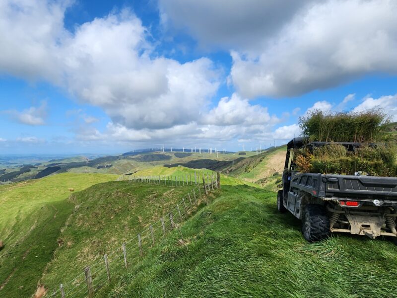 On the ridgeline