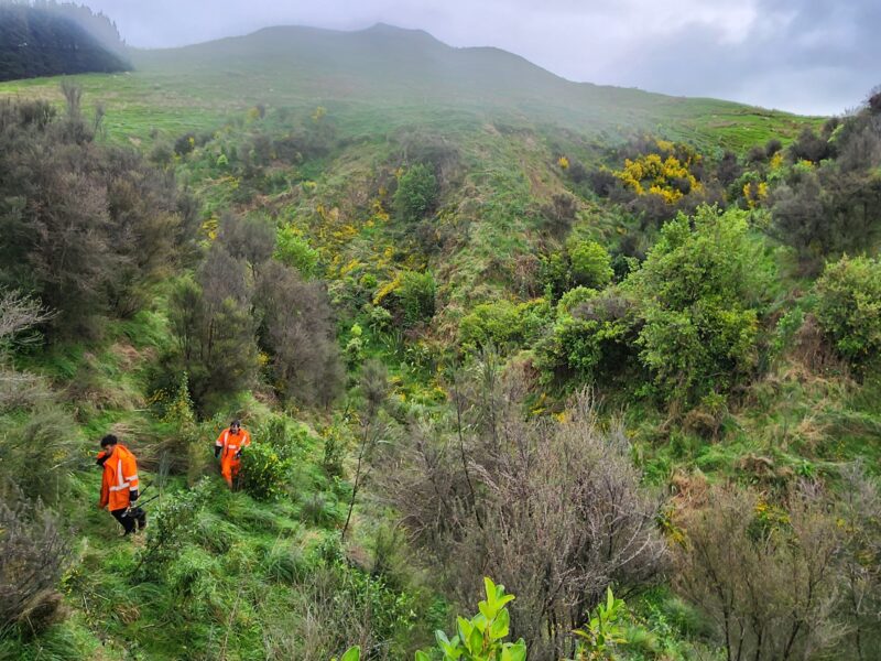 Scrub cutting in the bush