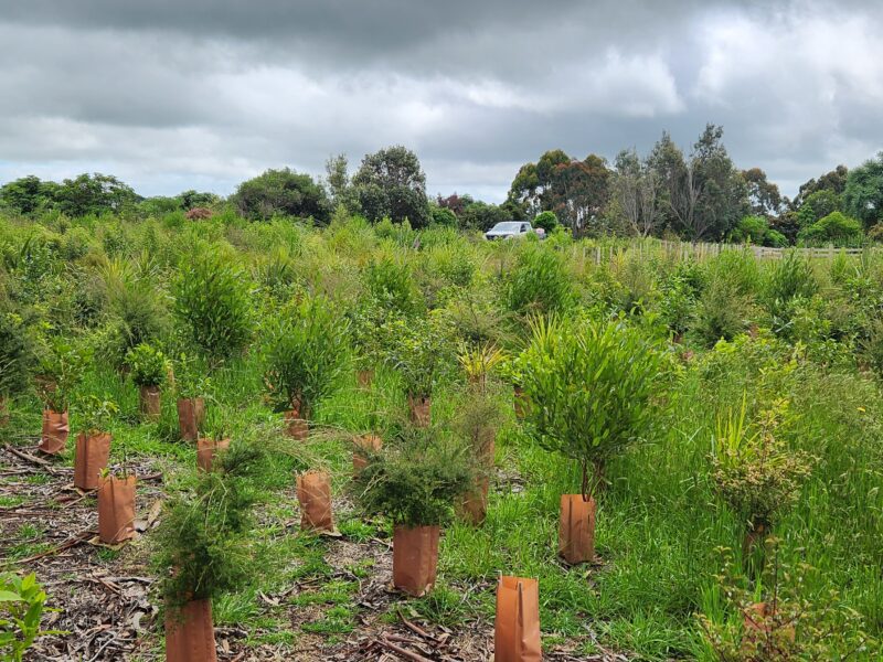 Two-summer native block