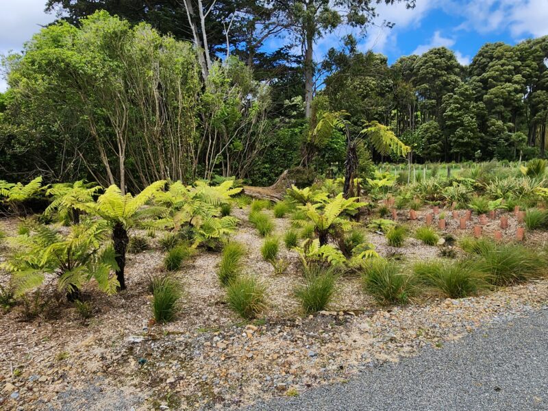 Established native garden