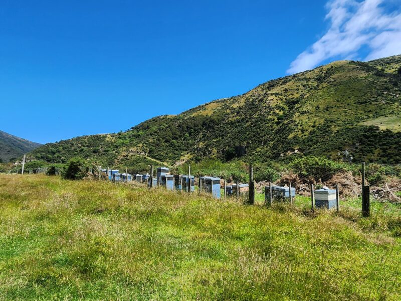 Hives lined up in the paddock