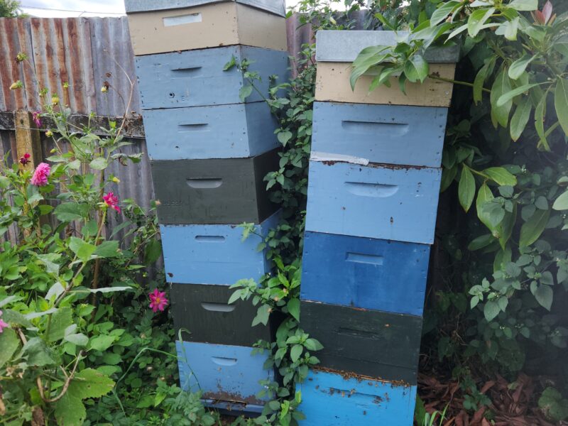 The hives in bloom