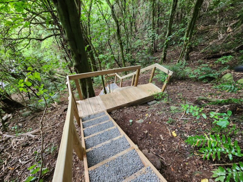 Boardwalk through the bush