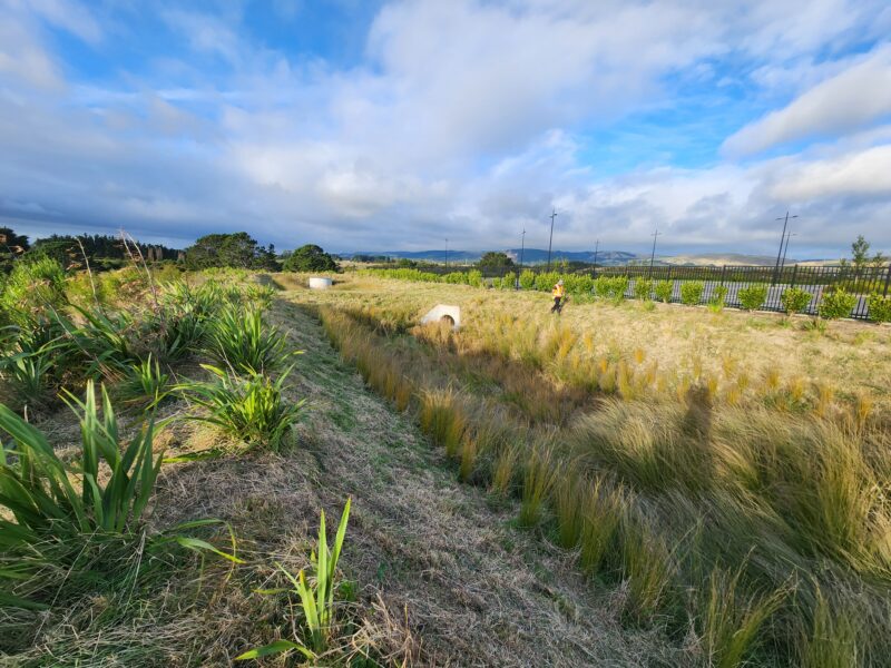 Riparian planting at dusk