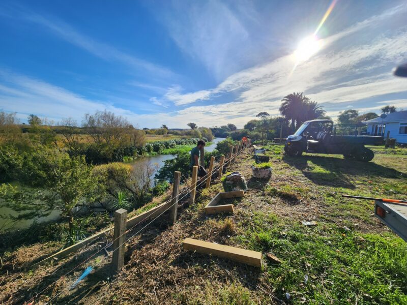 Riverbank planting