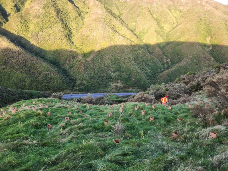 Steep slope planting