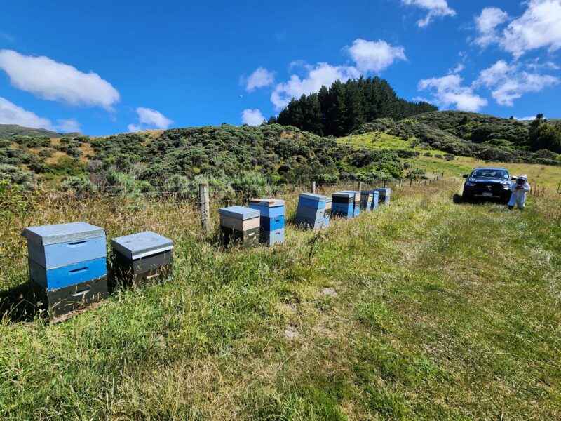 Hives at the apiary