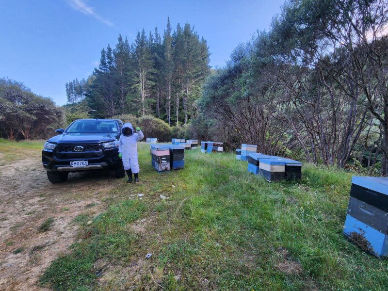 Working the hives at first light
