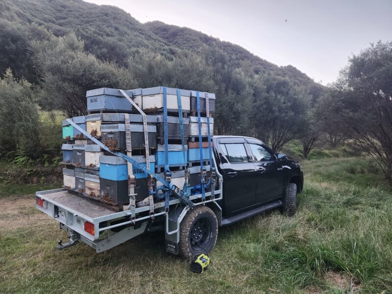 Hives strapped down ready