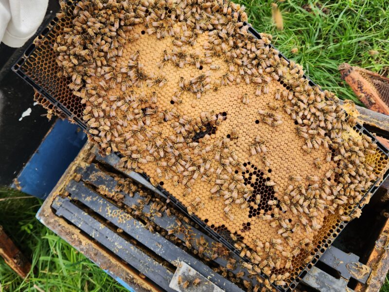A frame of bees and brood